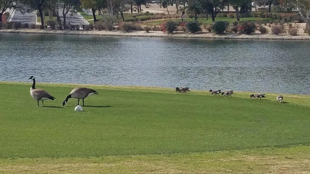 60553 Juniper Lane, La Quinta, California 92253 home-pic-11
